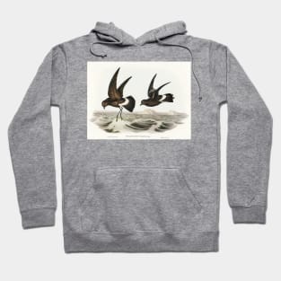 Wilson's Storm Petrel Hoodie